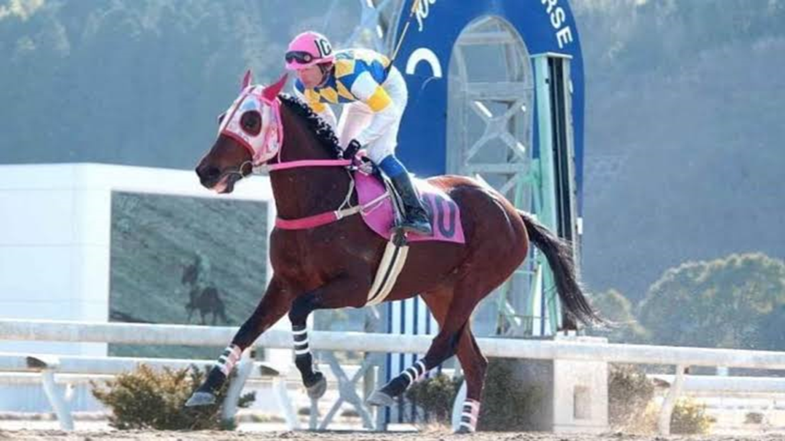 Haru Urara: Haru Urara, Japan's most lovable losing racehorse that inspired the 'Umamusume' character, dies at 29 - The Economic Times